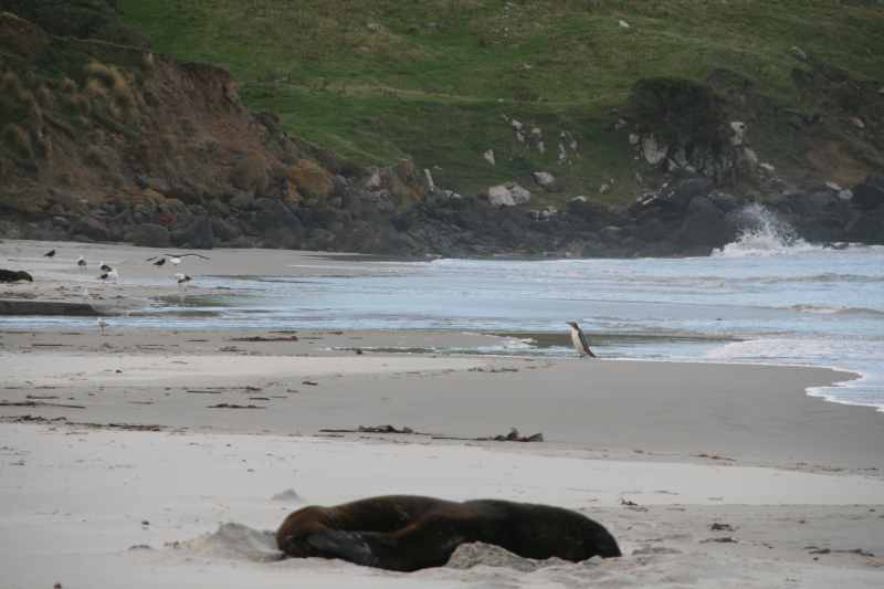 Nieuw-Zeeland 2011 - 2011